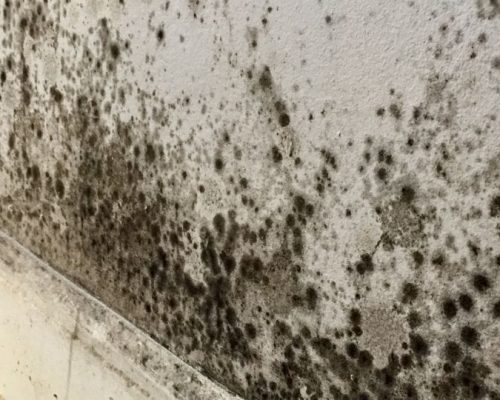 Mould remediation extraction